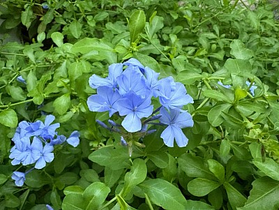 瑠璃茉莉